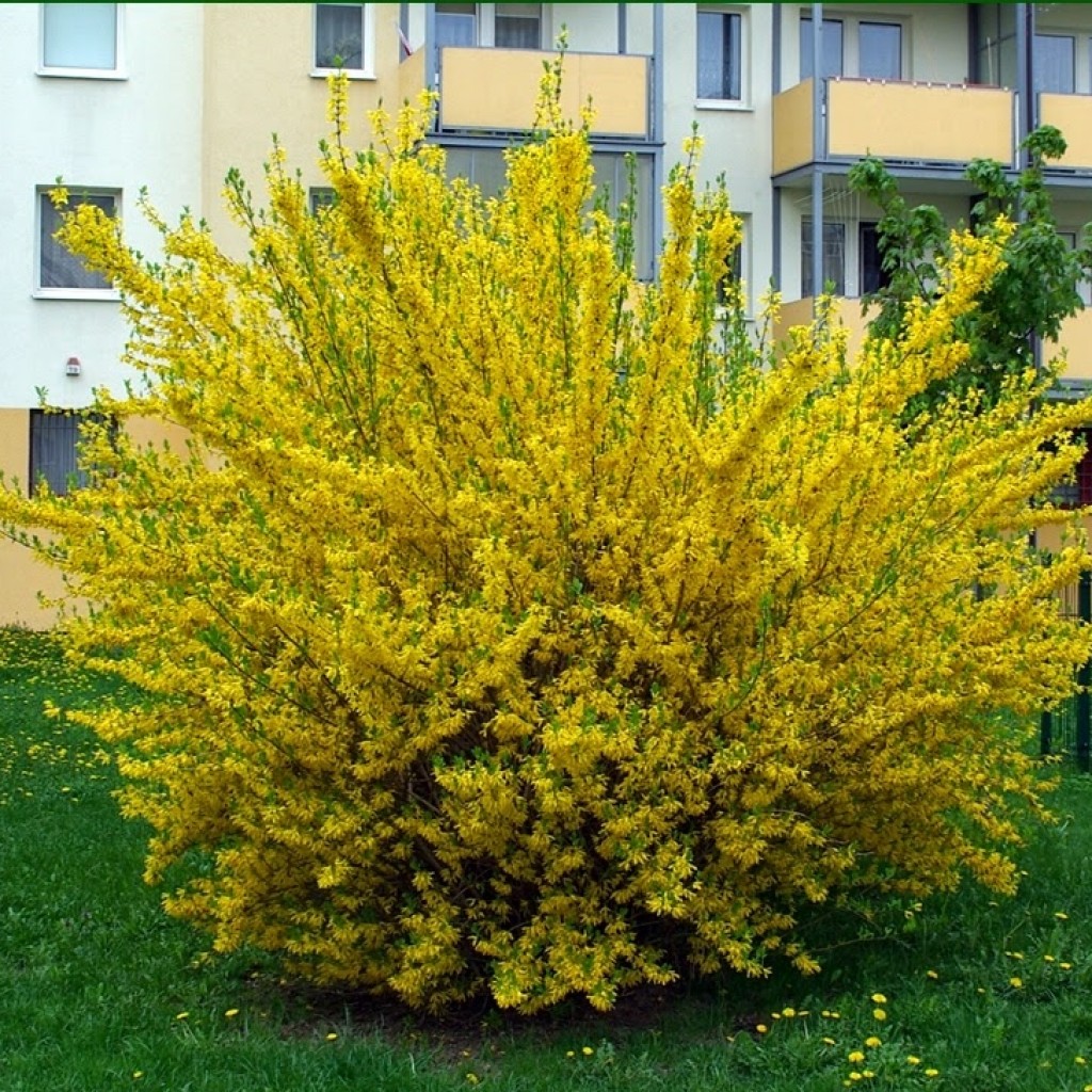 Forsythia intermedia 'Goldzauber'